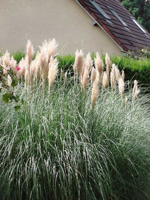 plumeaux 1 M�nilles (27)