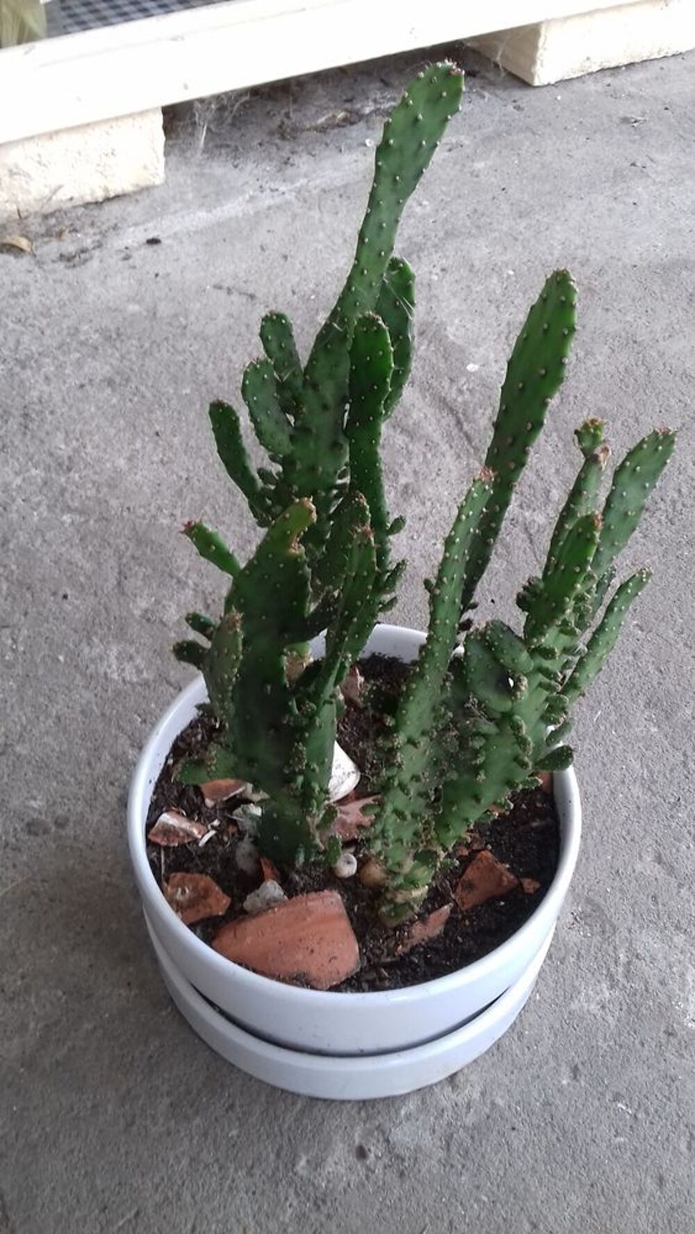 BELLE COUPE de CACTUS en PORCELAINE Jardin