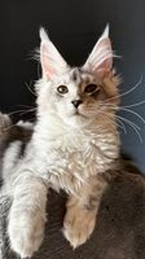   Magnifiques chatons Maine Coon LOOF  
