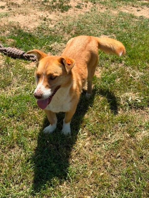 LULU crois&eacute;e corgi 2 ans 300 59300 Valenciennes