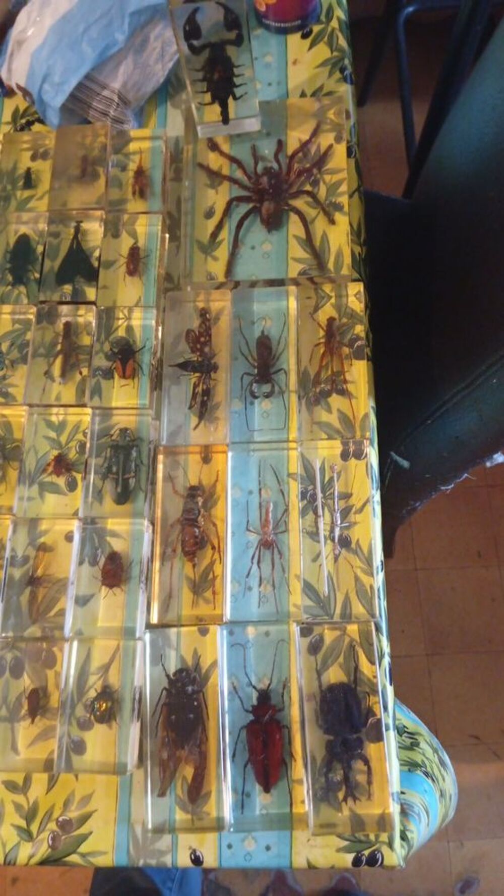 grande collection d'insectes 