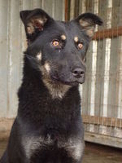   Hina à l'adoption 
