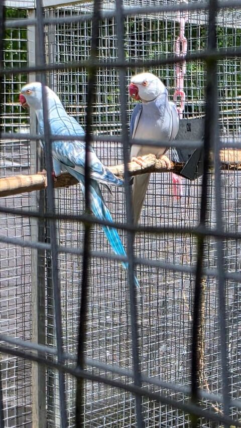 couple perruche collier mutation adulte 320 65390 Aurensan