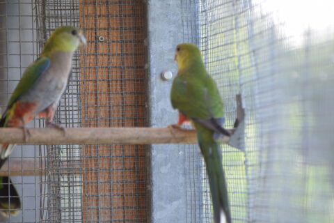 Perruche Red Capped 130 80000 Amiens