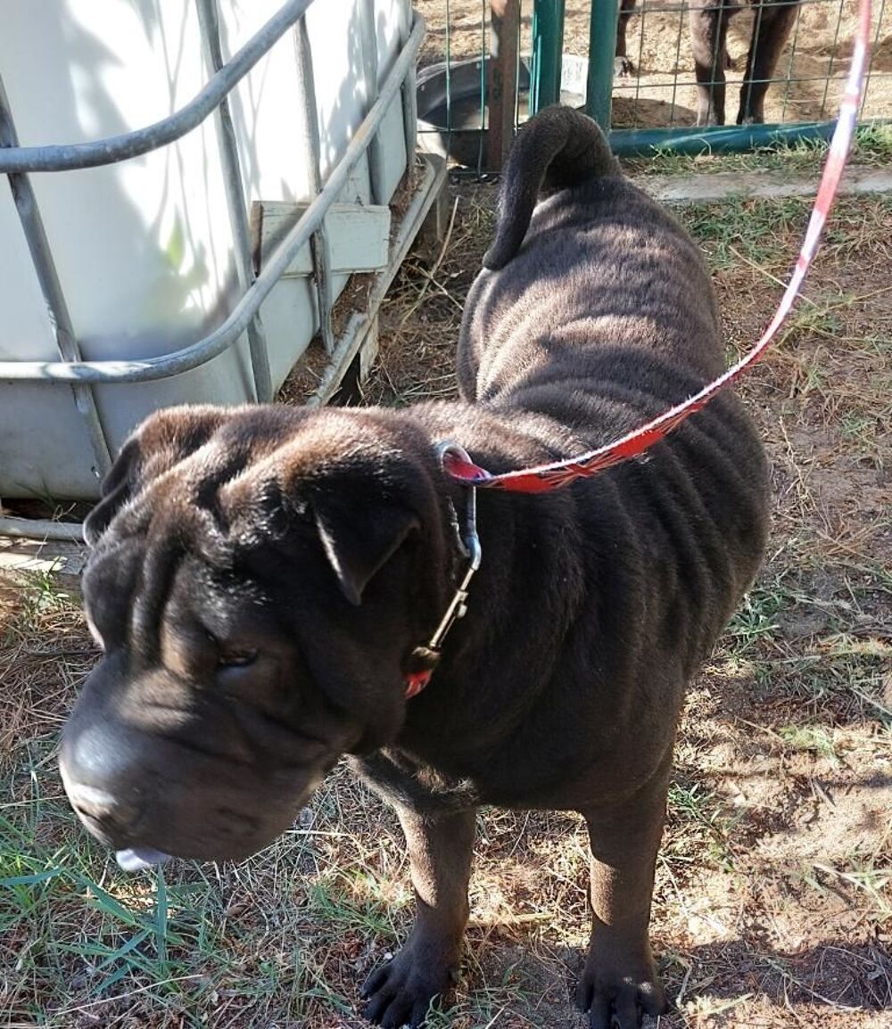   Couple de sharpei 9 mois 