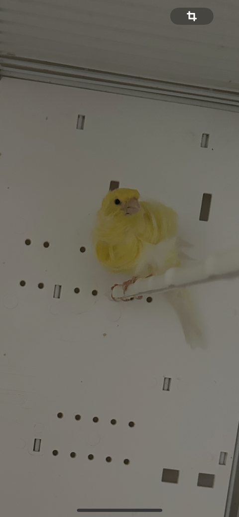 Canaris, frisé parisien 50 83210 Belgentier