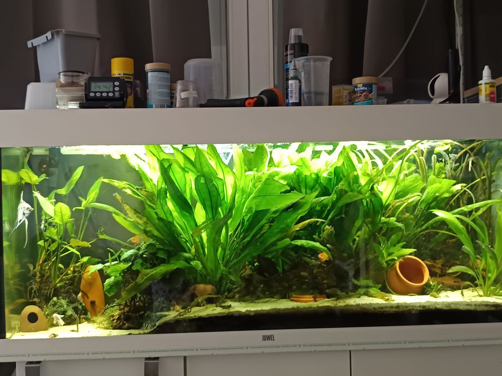   Aquarium  