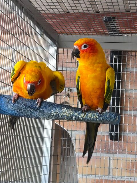 Conure Soleil de 2026 300 93290 Tremblay-en-france