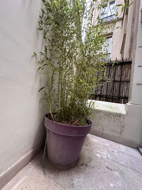 Plante verte bambou 1m50 avec son pot 35 Paris 15 (75)