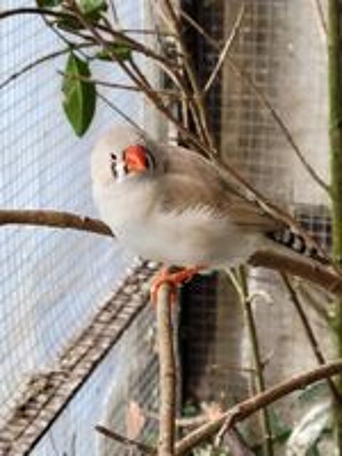   Mandarins  