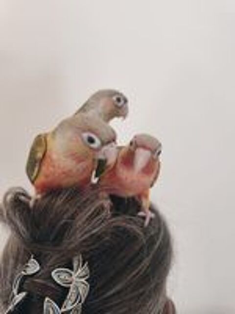   Conures de molina eam 