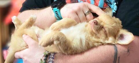 Adorable chiot chihuahua cr&egrave;me disponible, c&acirc;lins garantis 800 67500 Marienthal