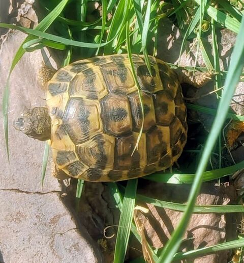 Tortues 3 /5 ans 80 34420 Villeneuve-lès-béziers