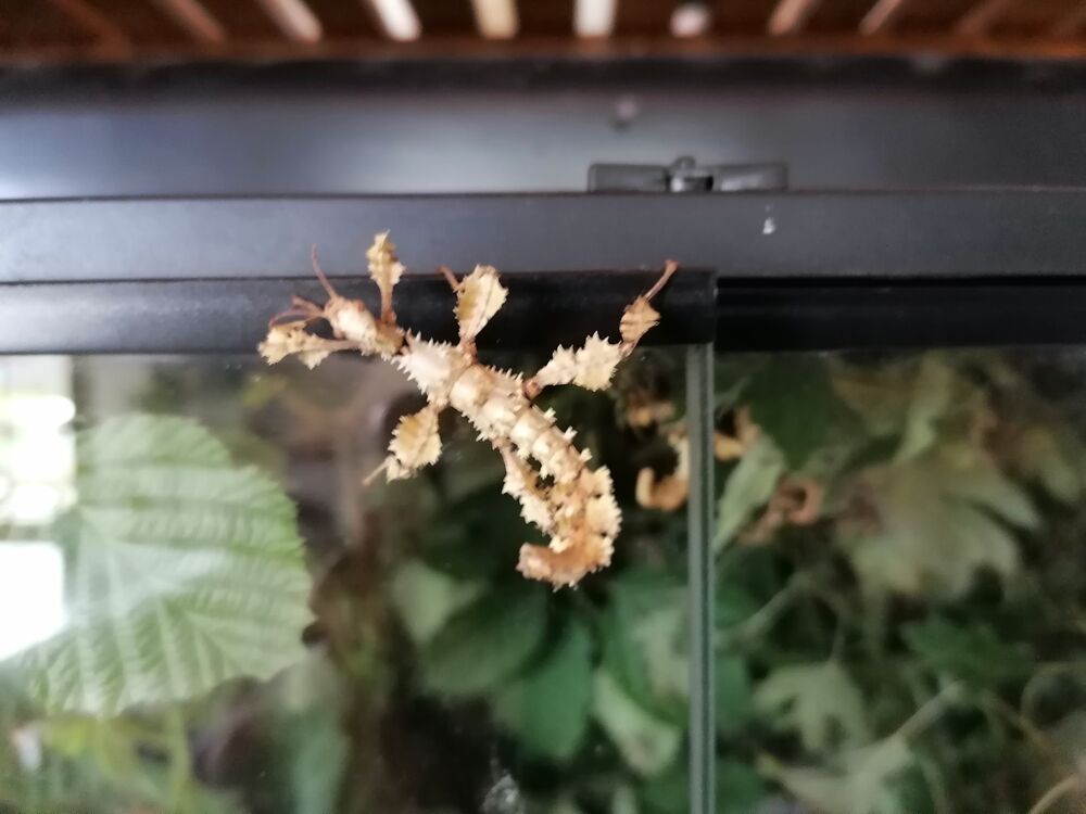   Phasmes scorpion  