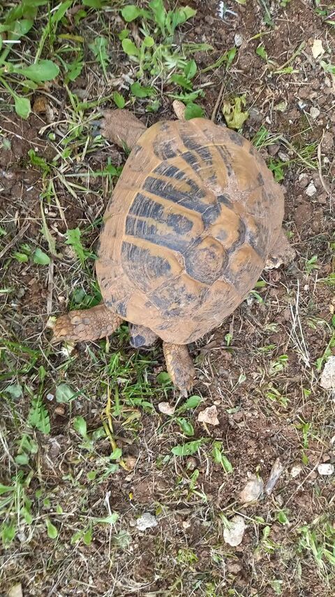 Tortue de terre 350 16600 Mornac