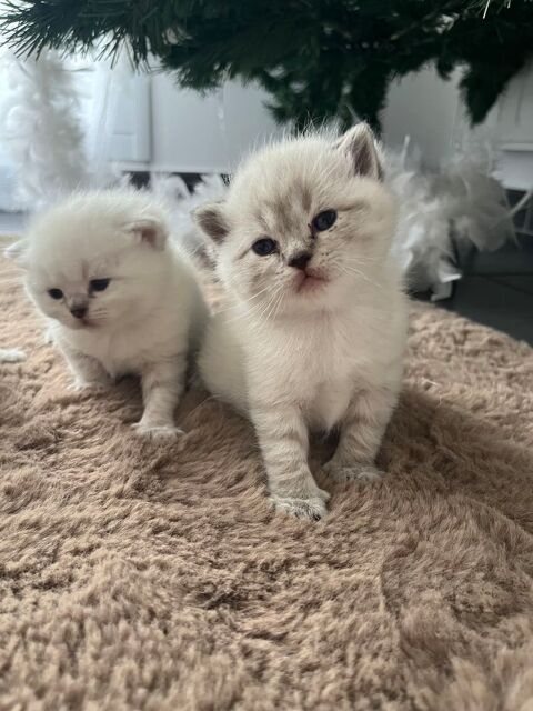 Loof chaton british shorthair seal point taby 4 femelles  1000 68000 Colmar