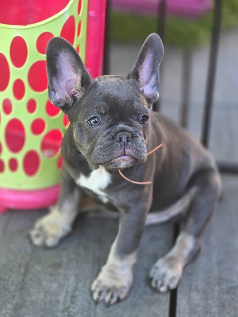 Bouledogue français 950 77670 Vernou-la-celle-sur-seine