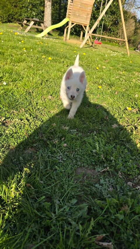 Husky 400 85390 Mouilleron-en-pareds