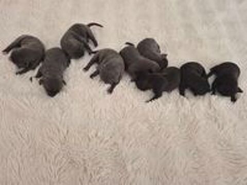   Magnifiques chiots staffies  