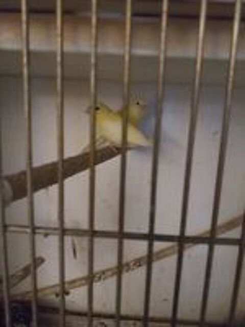   Canaris  