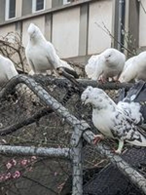   Pigeons Paons - Seul ou en couple 