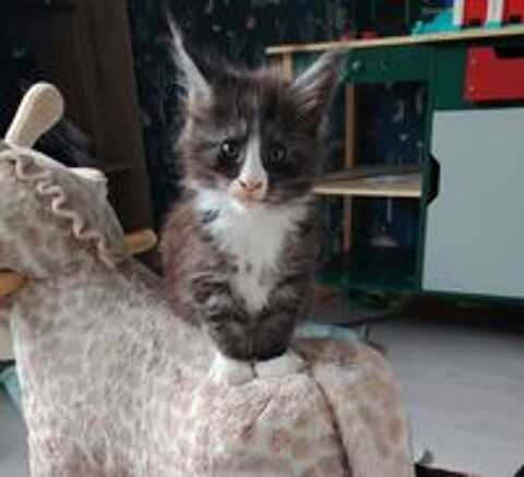   Maine Coon non loof 