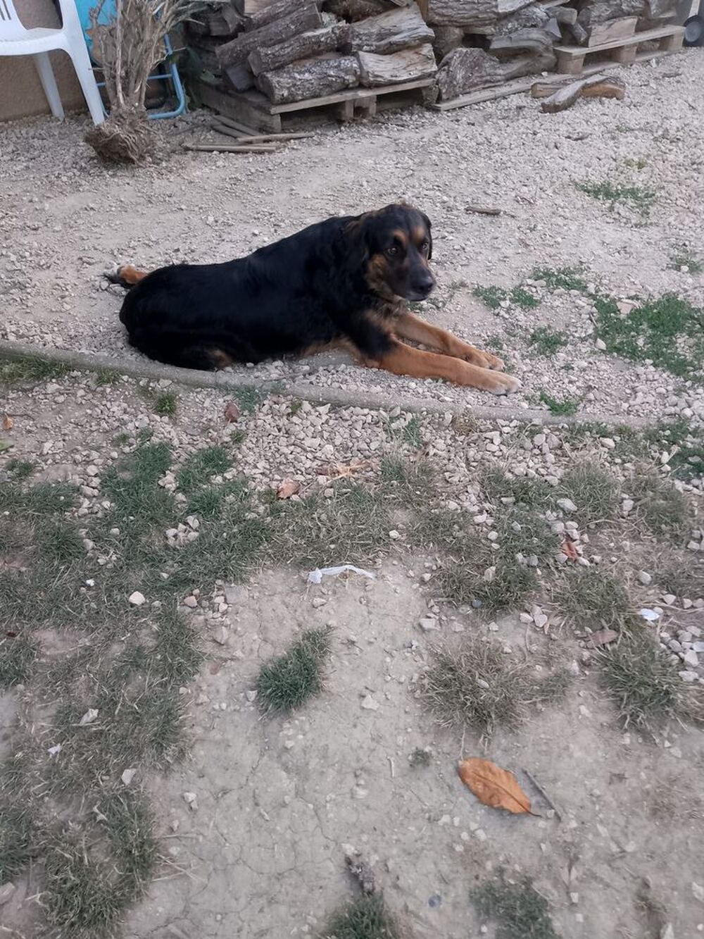   donne chien 