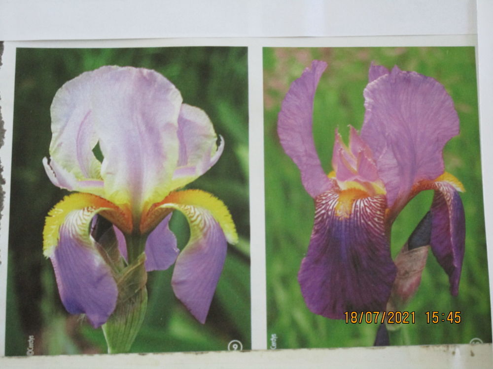 fleur IRIS Jardin