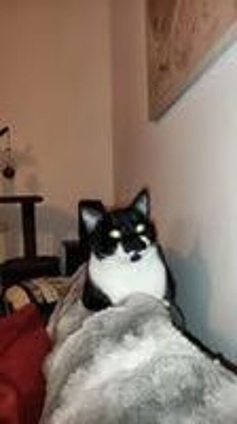   Chat SIMBA � l adoption 