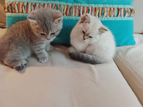 Chatons British 1000 75015 Paris