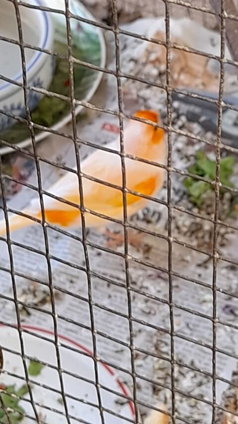 canaris 20 06610 La gaude