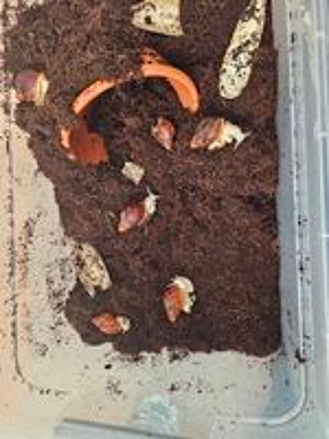   Escargots géant d'Afrique, Archachatina rhodostoma  