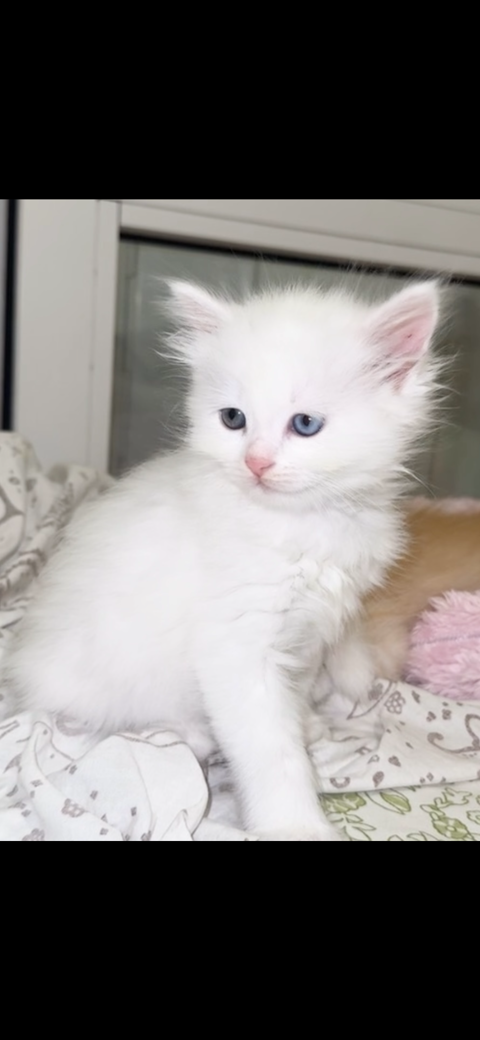 Chaton disponible 1550 78200 Mantes-la-jolie