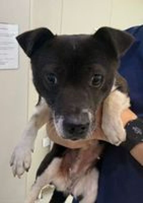   MILLIE SE TROUVE DANS UN REFUGE EN CHINE 