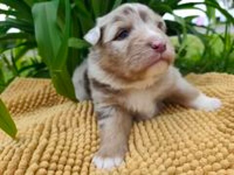   chiots berger australien rouge merle 