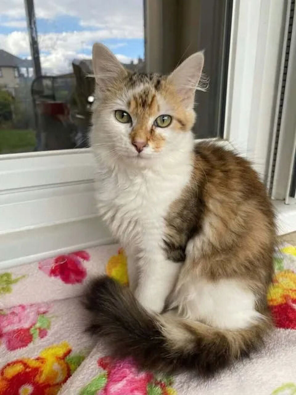   Jules gentil chat 6 mois cherche famille 