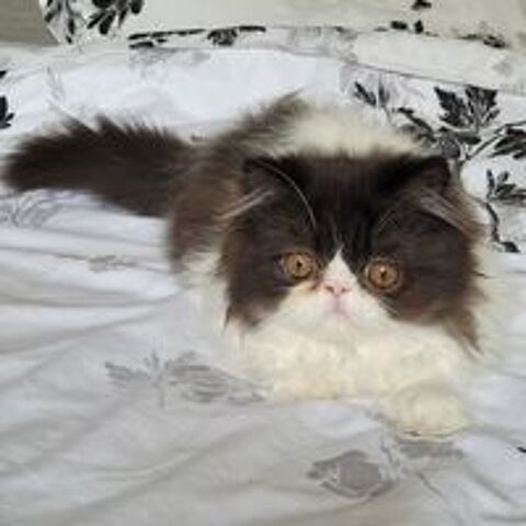   Chaton  persan loof  