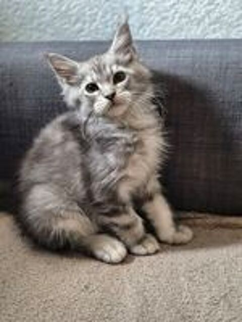   Chaton Maine Coon Mâle LOOF 