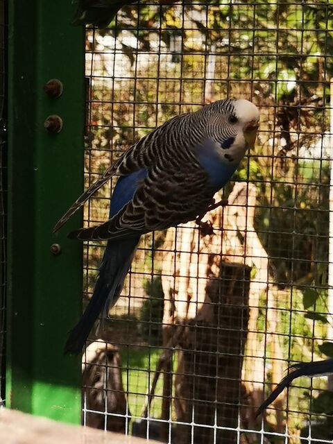 Perruches ondul&eacute;es 5 44390 Petit-mars