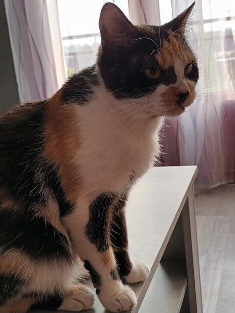 CROQUETTE, magnifique chatte tricolore à adopter via l'association UMA 150 44390 Saffr
