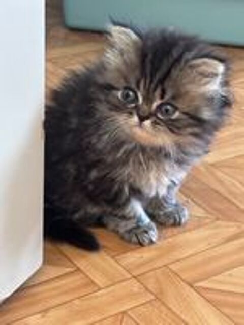   2 chatons persan LOOF  