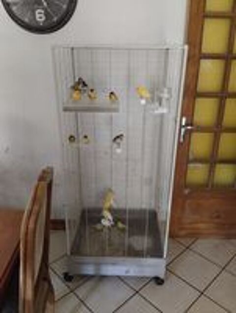   18 canaris avec leur voliere 
