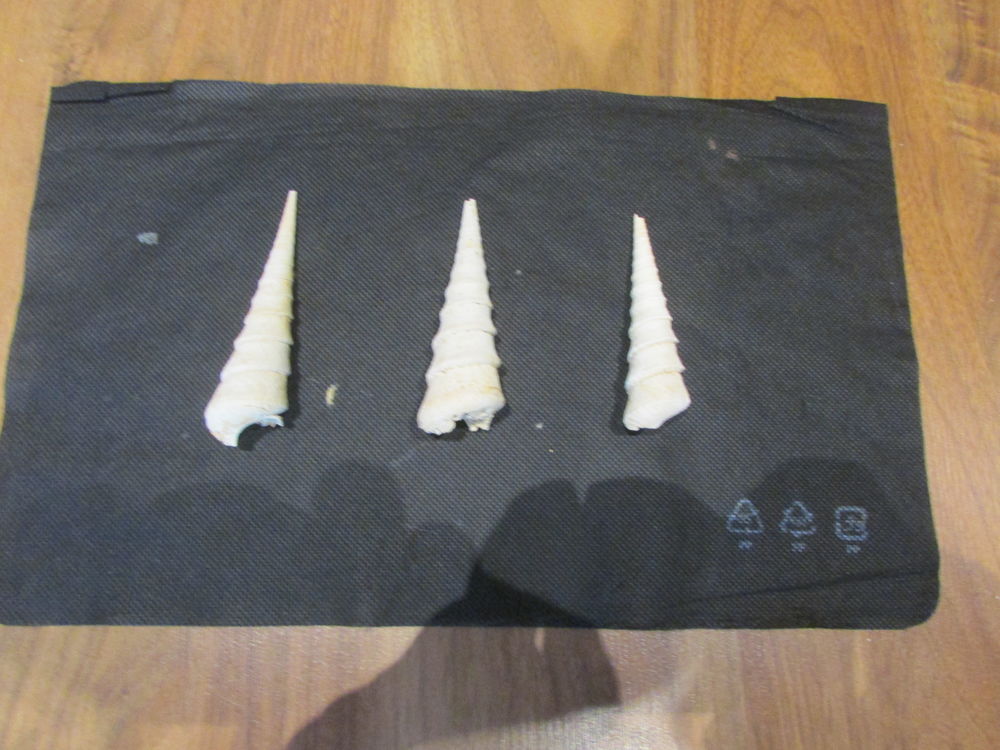 fossile de la r&eacute;gion de Bordeaux . 