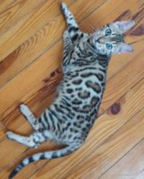  Don chat apparence bengal 