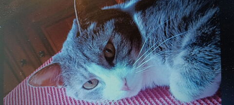 Chat MIRABELLE &agrave; l adoption 50 07800 La voulte-sur-rh�ne