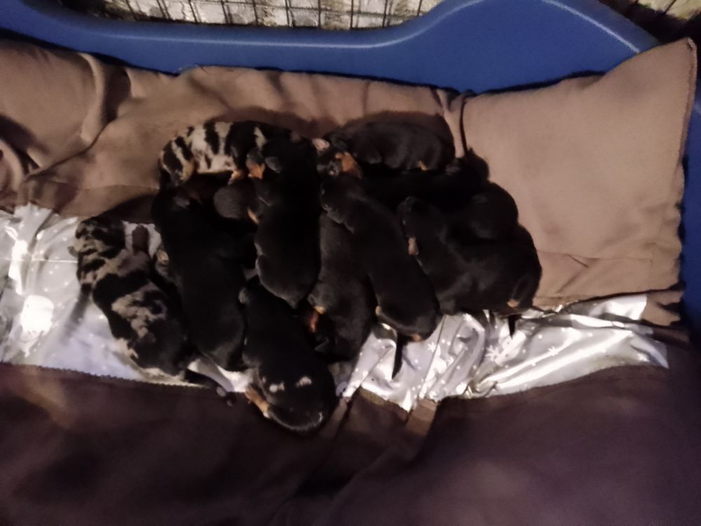   chiots beaucerons 