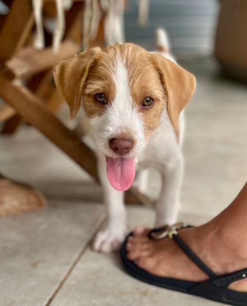 Owen, m&acirc;le crois&eacute; berger cr&eacute;ole, n&eacute; le 28/11/2025 🤍 300 14000 Caen