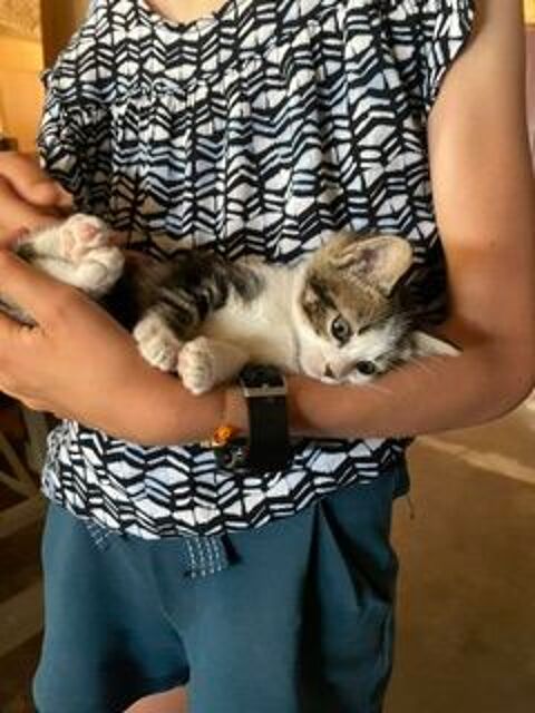 Donne chaton femelle 0 42600 Montbrison