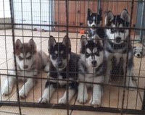   HUSKY FEMELLE LOF 