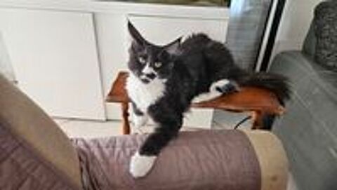   Chatons a l adoption  